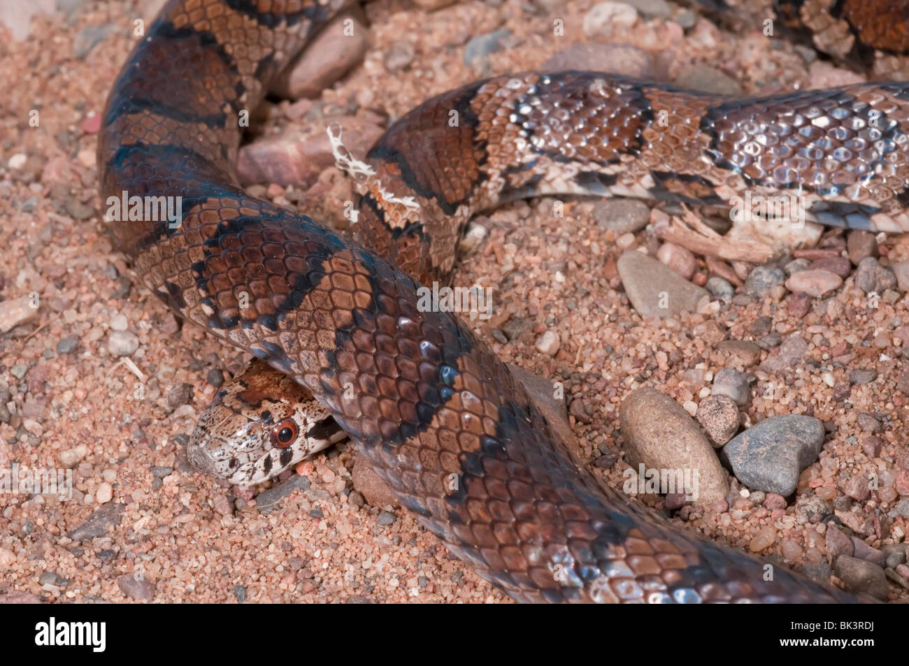 Snake, de l'Est Lampropeltis triangulum triangulum, juvénile, les autochtones aux États-Unis, au Mexique, au sud de l'Amérique latine Banque D'Images