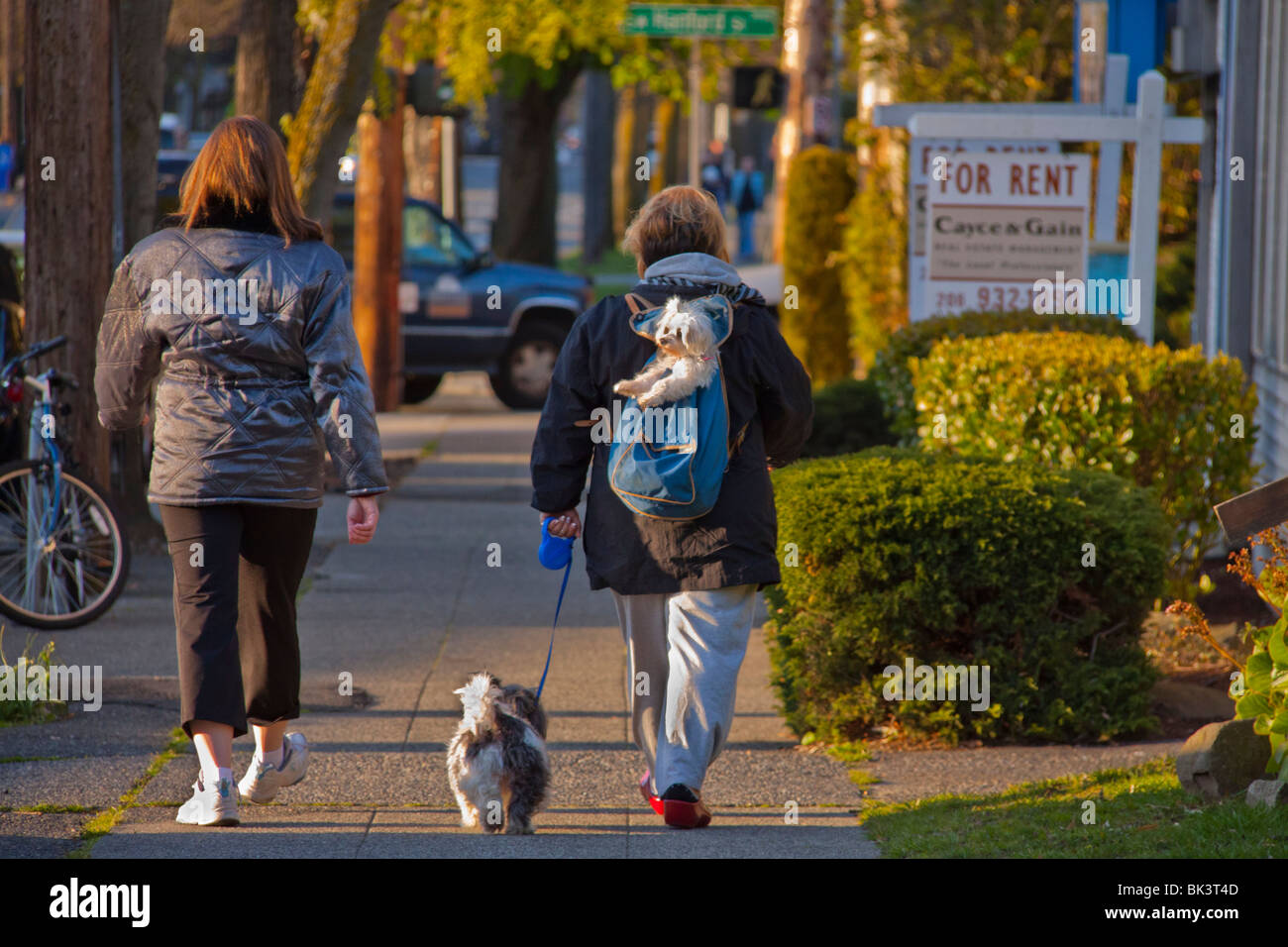 Women walking dogs, West Seattle, Washington Banque D'Images