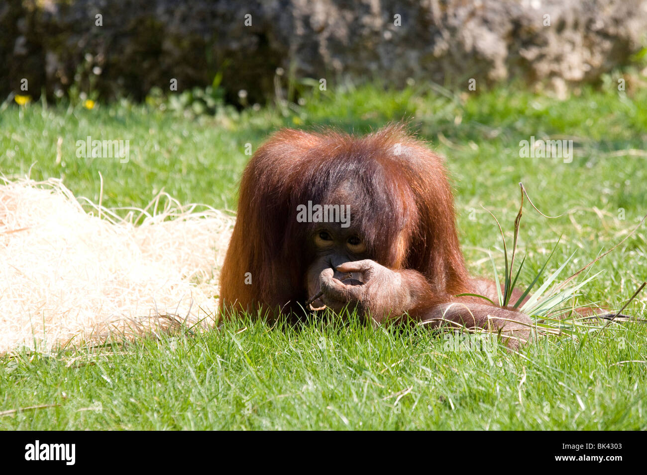 Orang-outan, le zoo de Beauval Banque D'Images