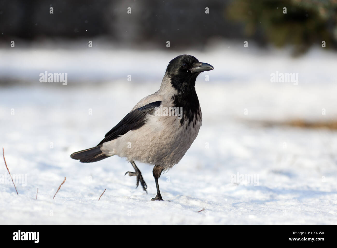 Hooded Crow (Scotch, Danois, gris), Corvus cornix, rendez-vous. Banque D'Images