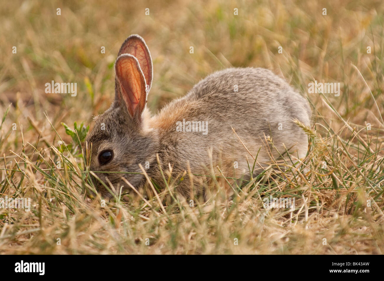 Desert Nuttall, Sylvilagus audubonii, Parc National de Wind Cave, Dakota du Sud, USA Banque D'Images