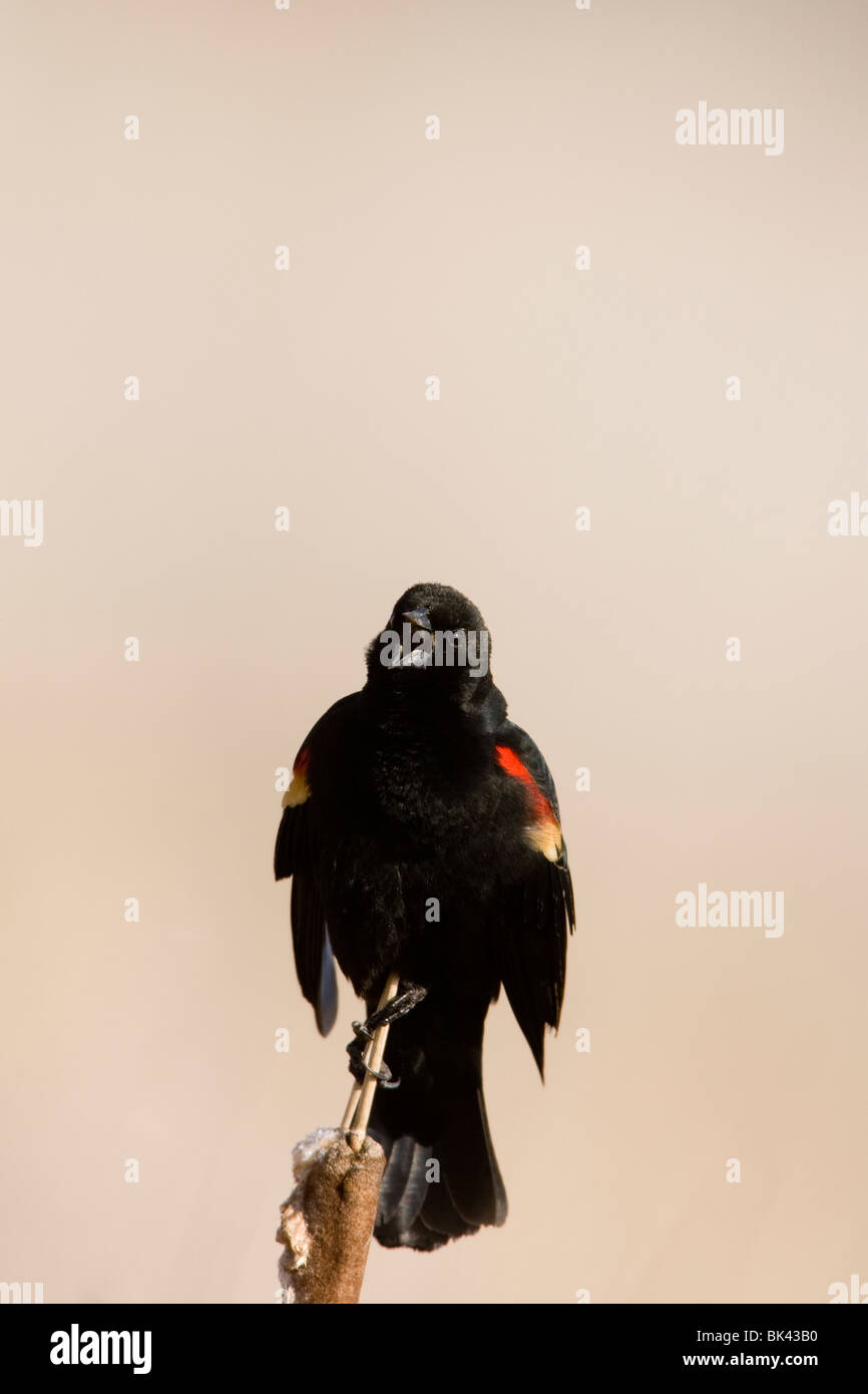 Mâle chanteur à épaulettes rouges Banque D'Images