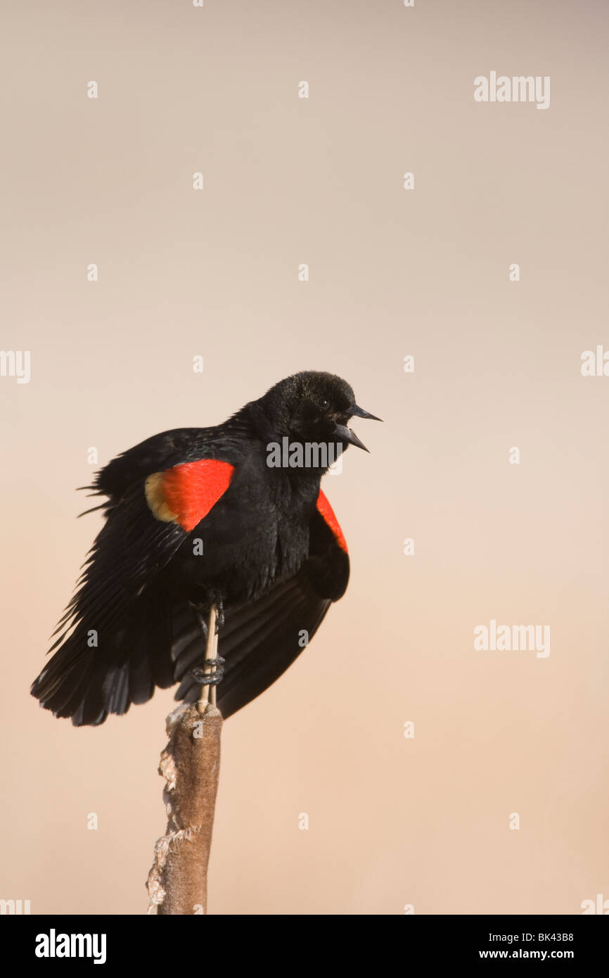 Mâle chanteur à épaulettes rouges Banque D'Images