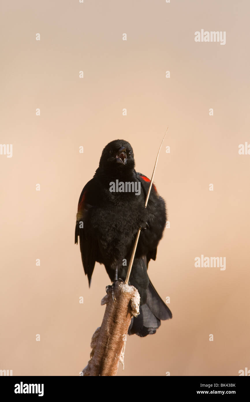 Mâle chanteur à épaulettes rouges Banque D'Images