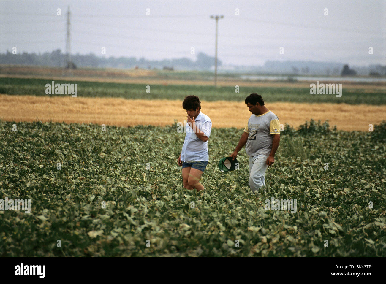 Deux hommes inspecter un champ agricole, Israël Banque D'Images