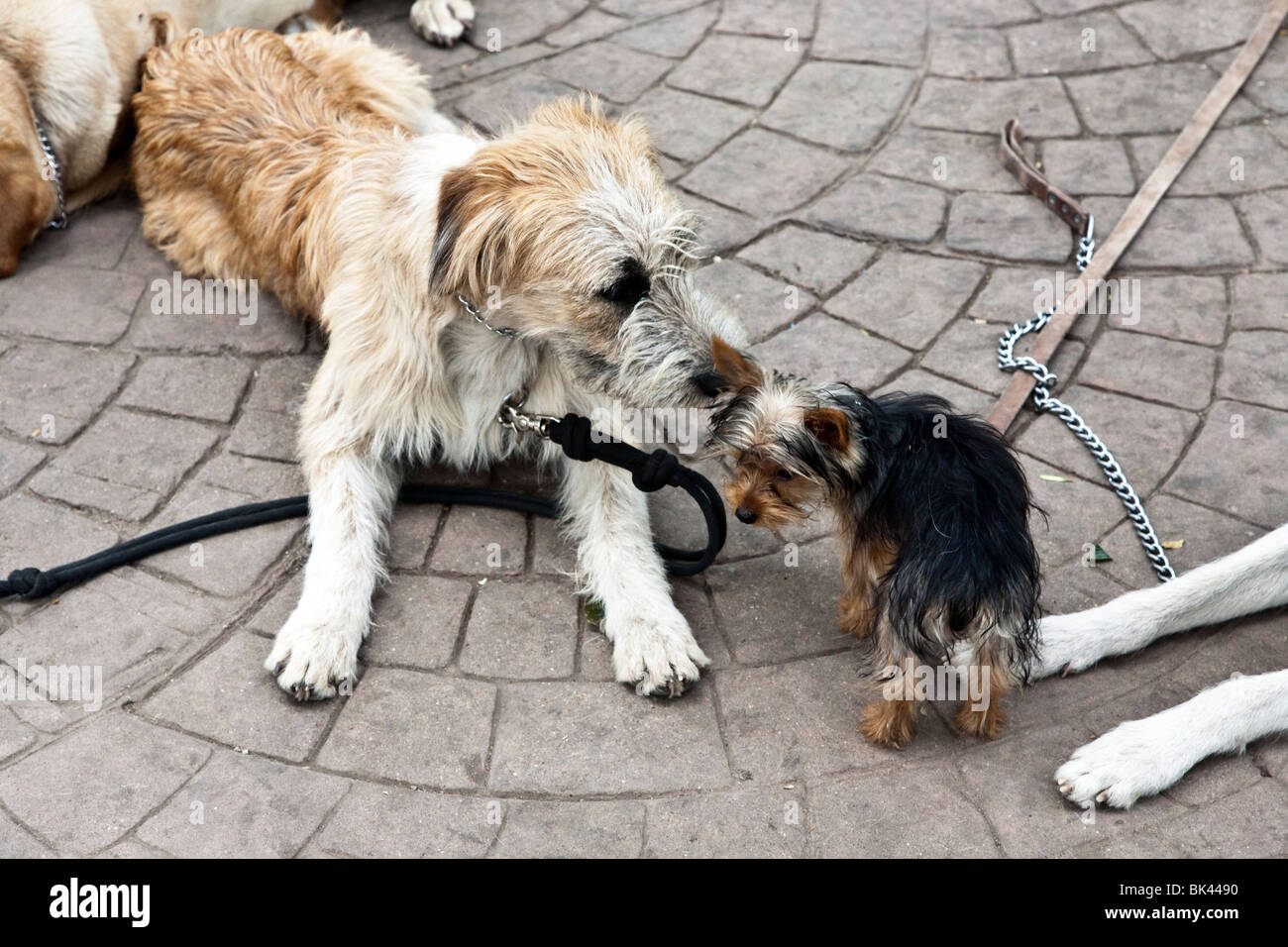 Grand chien s'intéresse à votre petit chien à pavés de Parque Mexico en Condesa district de Mexico City Banque D'Images