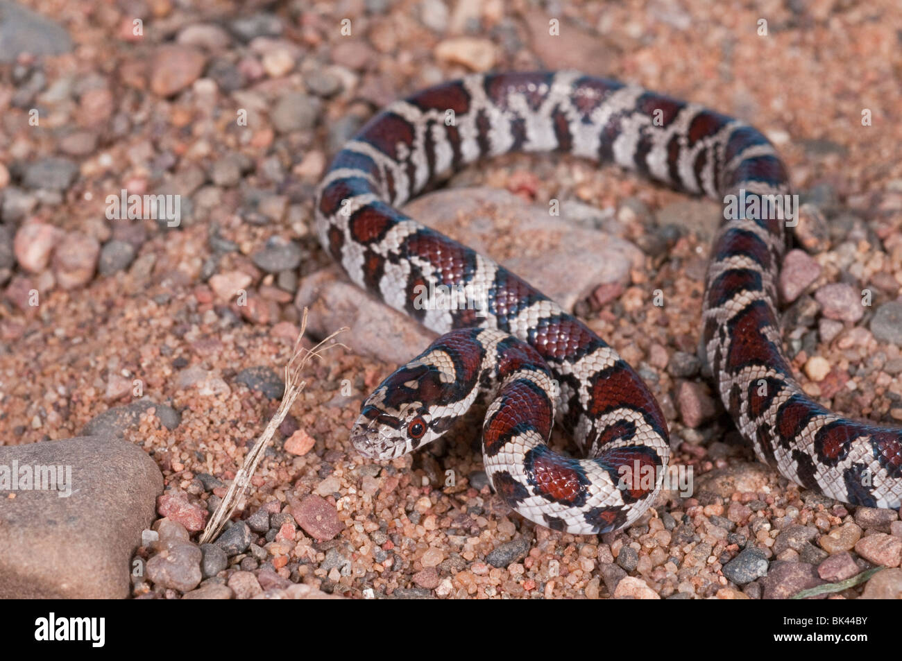 Snake, de l'Est Lampropeltis triangulum triangulum, juvénile, les autochtones aux États-Unis, au Mexique, au sud de l'Amérique latine Banque D'Images