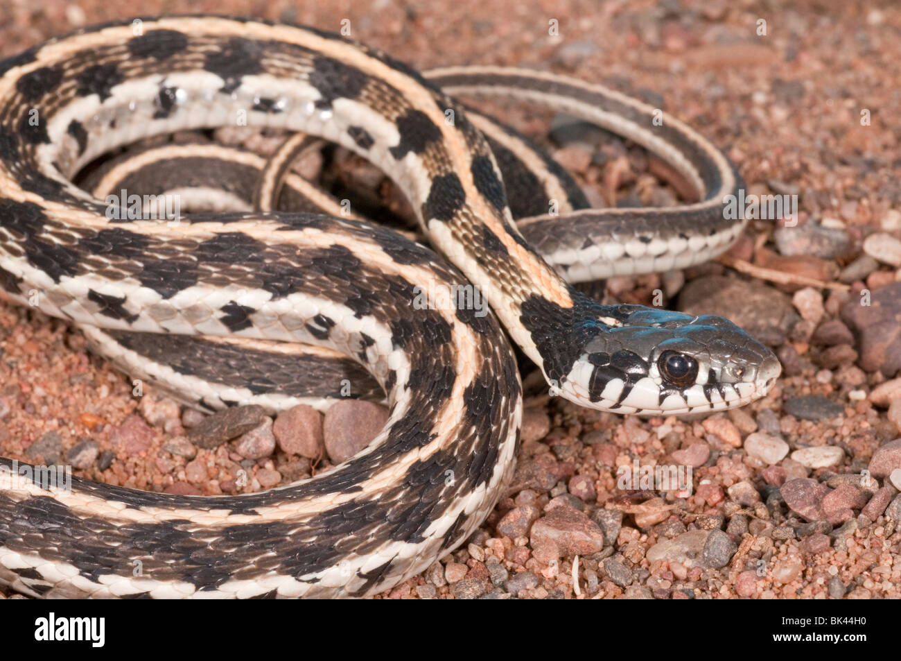 Black-necked, Thamnophis cyrtopsis, originaire de l'ouest des États-Unis et du Mexique Banque D'Images