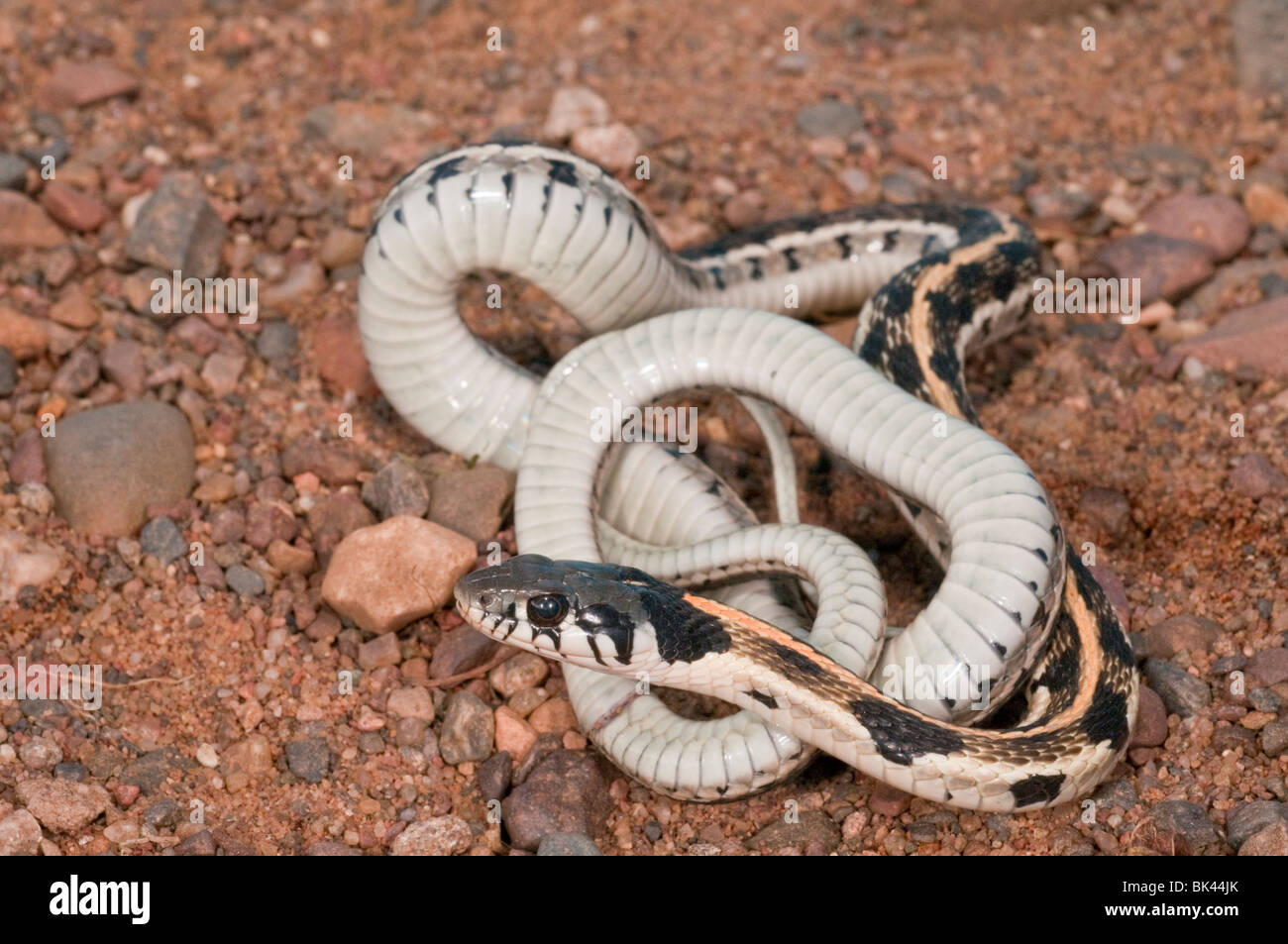 Black-necked, Thamnophis cyrtopsis, originaire de l'ouest des États-Unis et du Mexique Banque D'Images