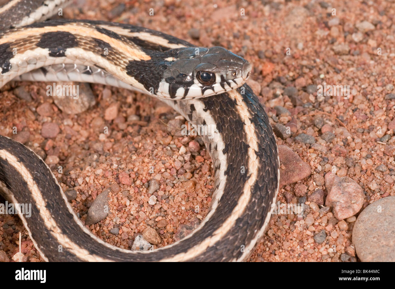 Black-necked, Thamnophis cyrtopsis, originaire de l'ouest des États-Unis et du Mexique Banque D'Images