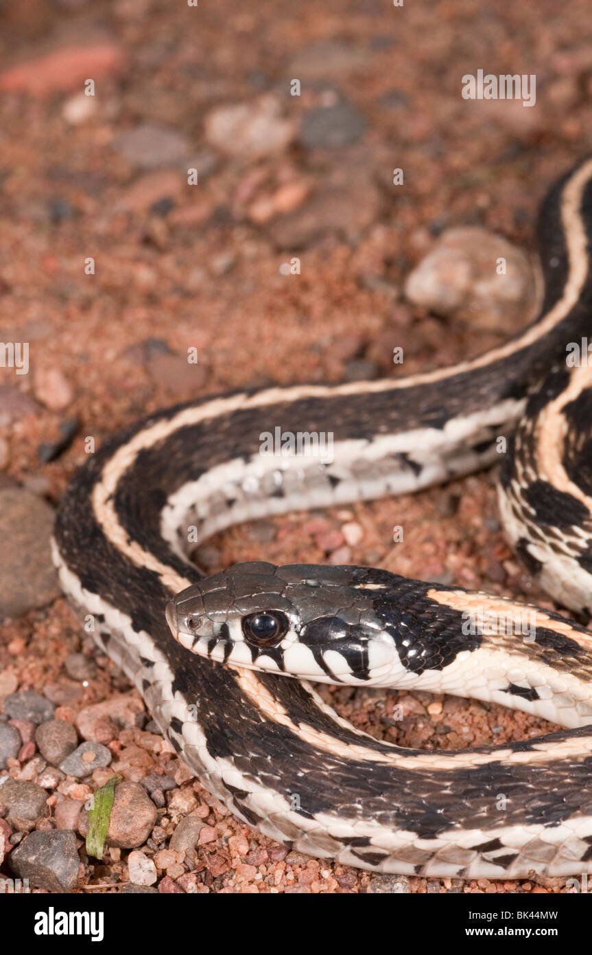 Black-necked, Thamnophis cyrtopsis, originaire de l'ouest des États-Unis et du Mexique Banque D'Images