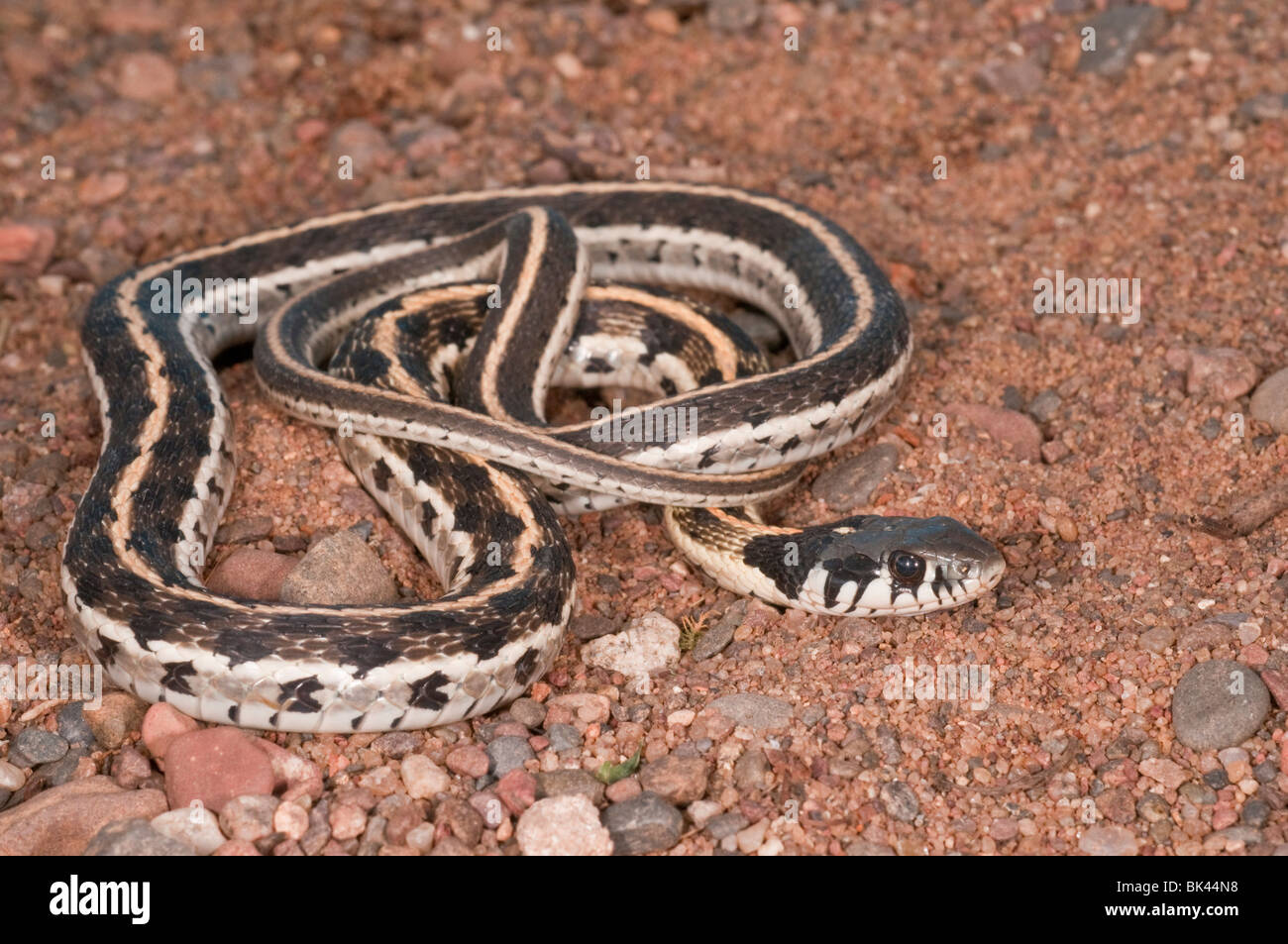 Black-necked, Thamnophis cyrtopsis, originaire de l'ouest des États-Unis et du Mexique Banque D'Images
