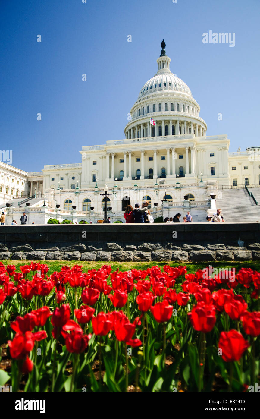 WASHINGTON, DC, États-Unis — Un spectacle vibrant de tulipes printanières fleurit au premier plan, créant un contraste coloré avec le majestueux Capitole des États-Unis en arrière-plan. Cette scène pittoresque capture la beauté de Washington DC au printemps, avec l'architecture néoclassique emblématique du Capitole complétée par les jardins soigneusement aménagés et les arrangements floraux saisonniers. Banque D'Images