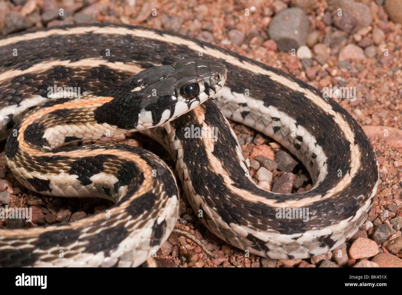 Black-necked, Thamnophis cyrtopsis, originaire de l'ouest des États-Unis et du Mexique Banque D'Images