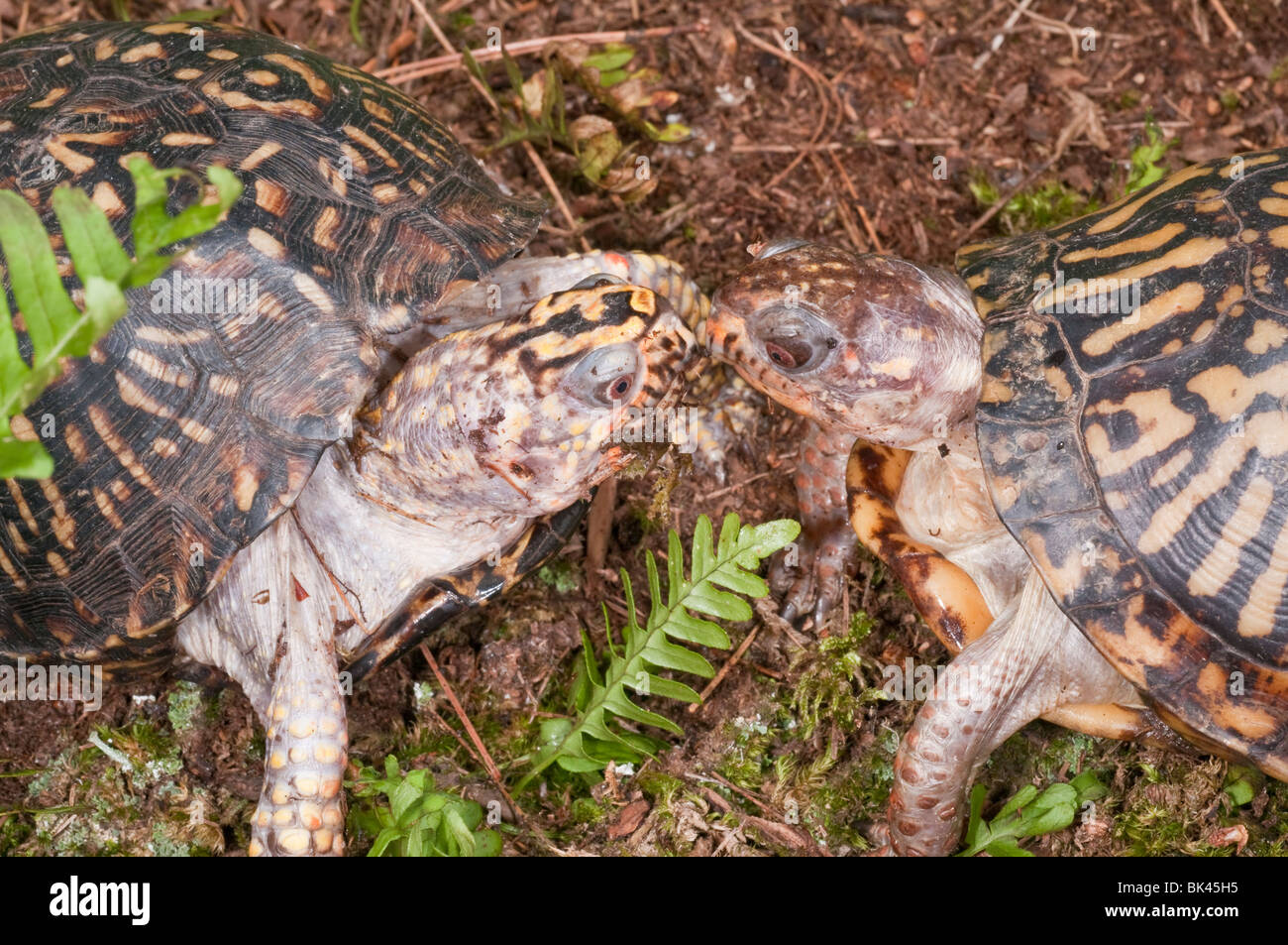 Fort de l'Est, des tortues Terrapene carolina carolina, originaire de l'Est des États-Unis Banque D'Images