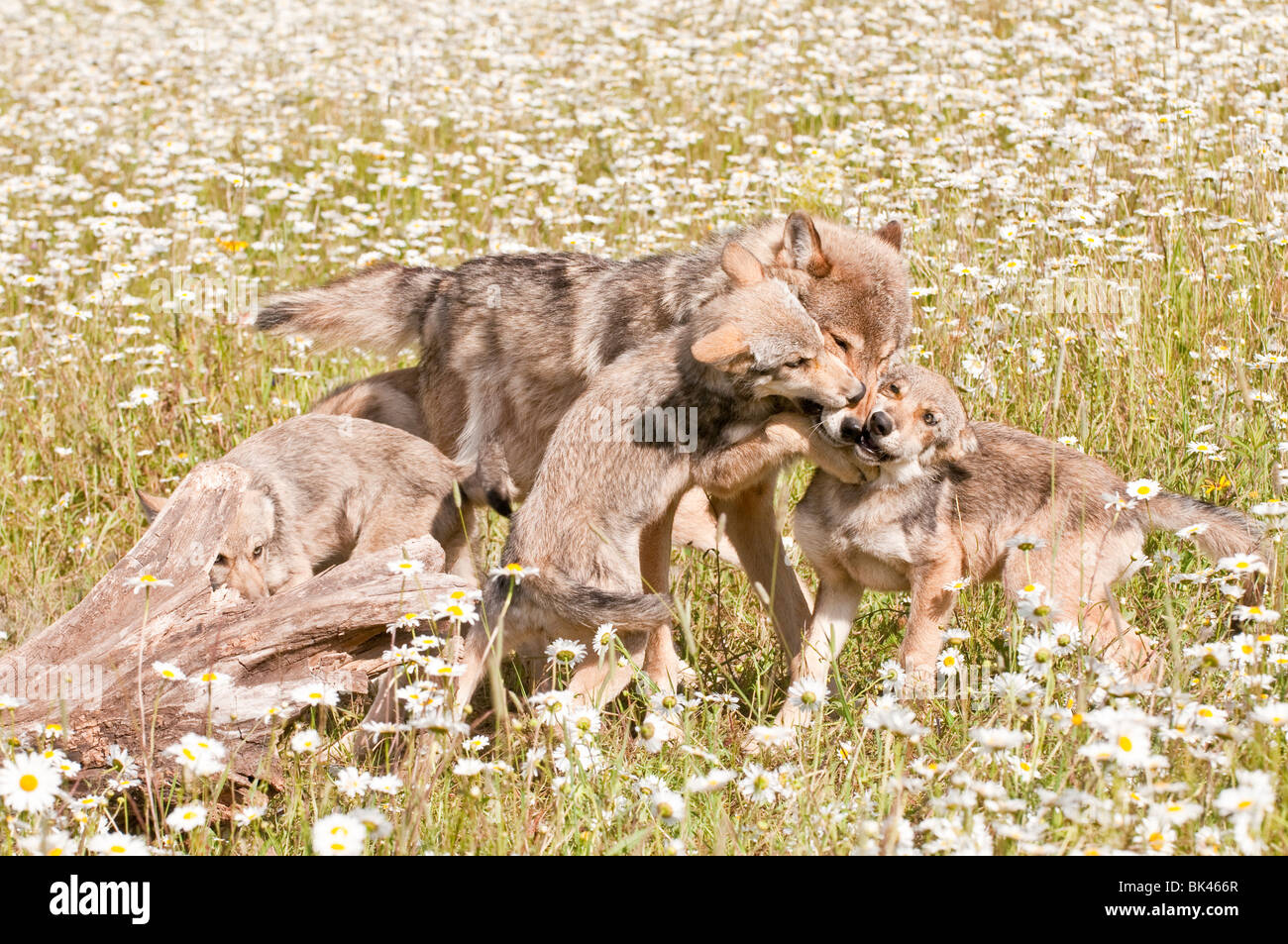 Loup gris et juvéniles, Canis lupus, dans un champ de fleurs sauvages, Minnesota, USA Banque D'Images