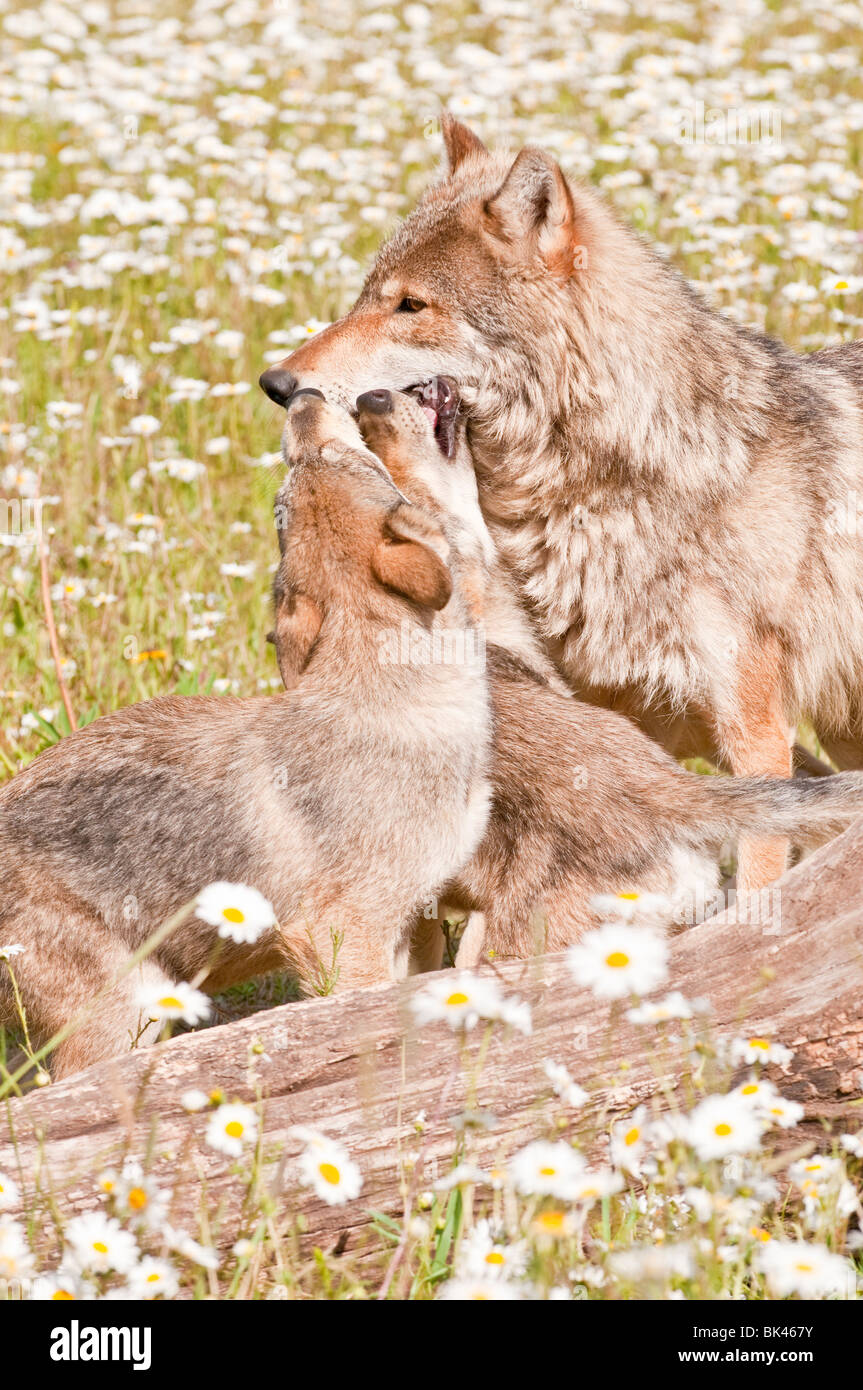 Loup gris et juvéniles, Canis lupus, dans un champ de fleurs sauvages, Minnesota, USA Banque D'Images