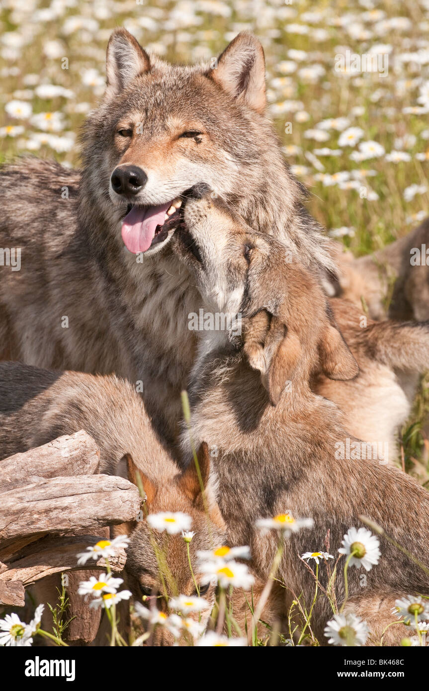 Loup gris et juvéniles, Canis lupus, dans un champ de fleurs sauvages, Minnesota, USA Banque D'Images