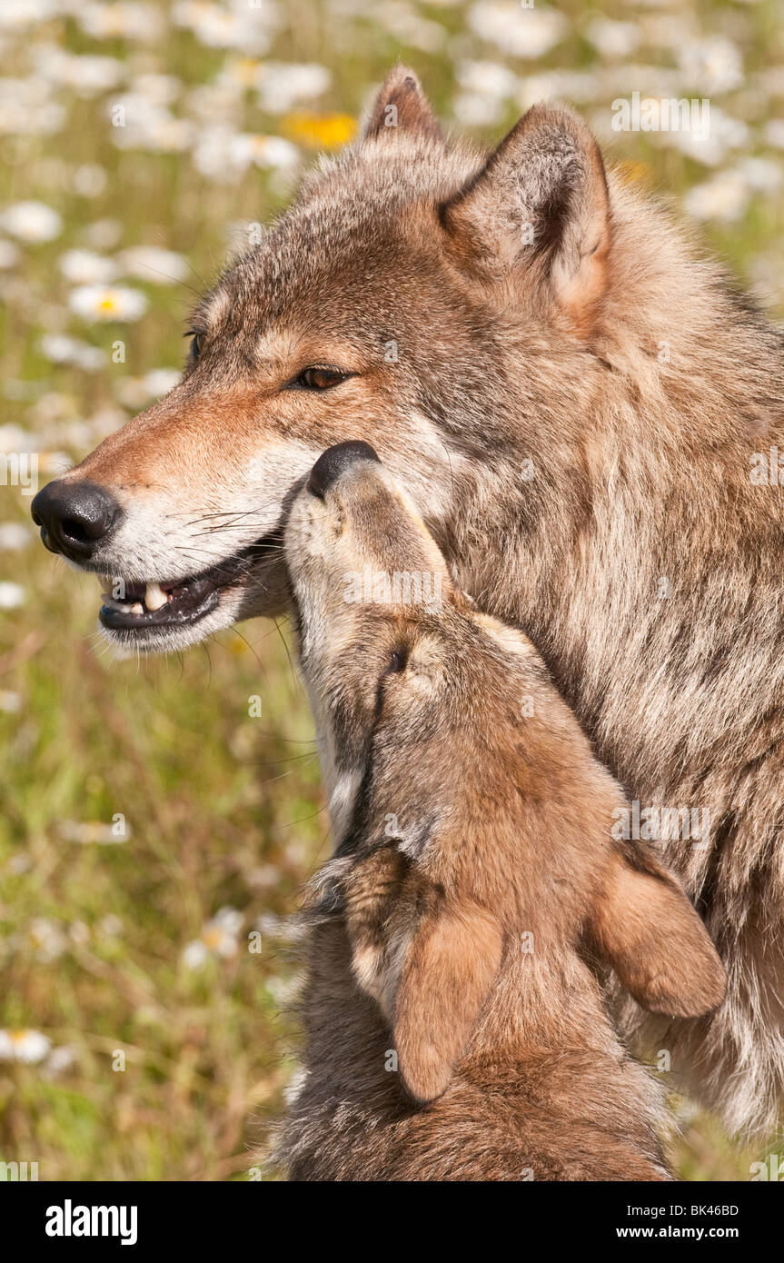 Adultes et jeunes loups gris, Canis lupus, dans un champ de fleurs sauvages, Minnesota, USA Banque D'Images