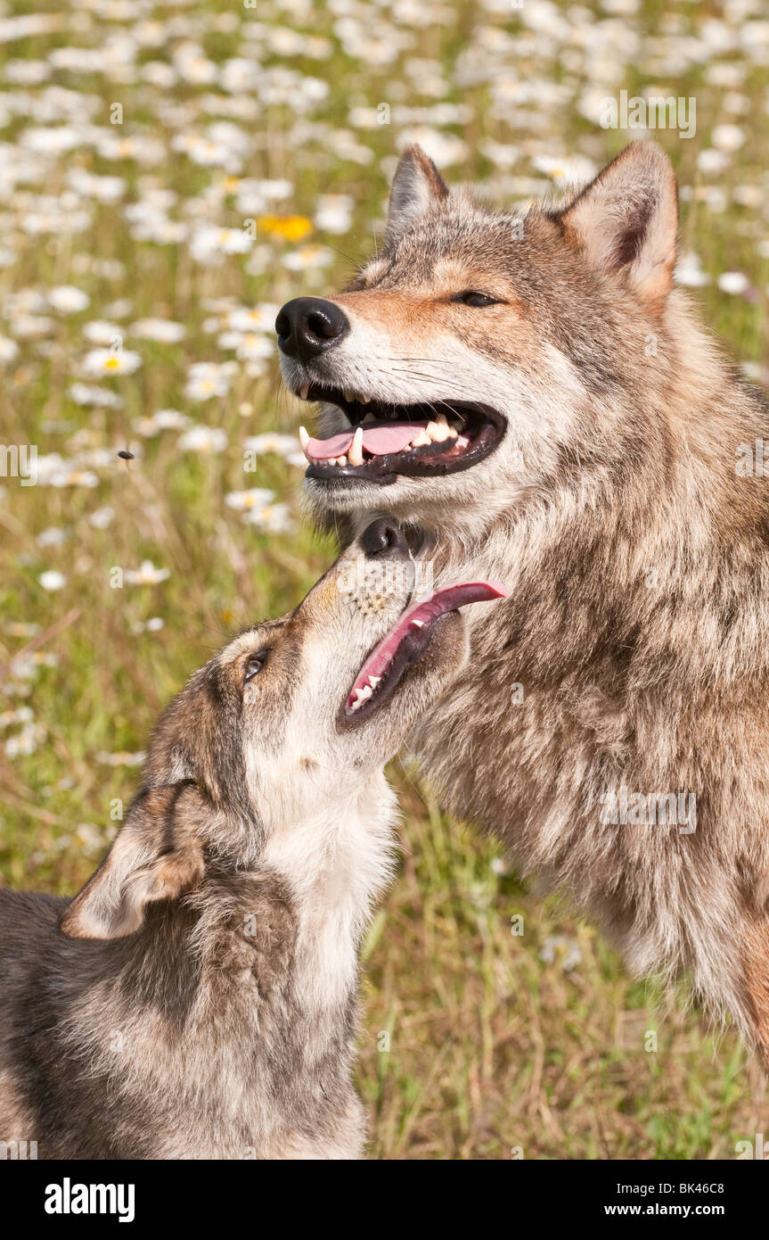 Loup gris avec de jeunes adultes, Canis lupus, dans un champ de fleurs sauvages, Minnesota, USA Banque D'Images