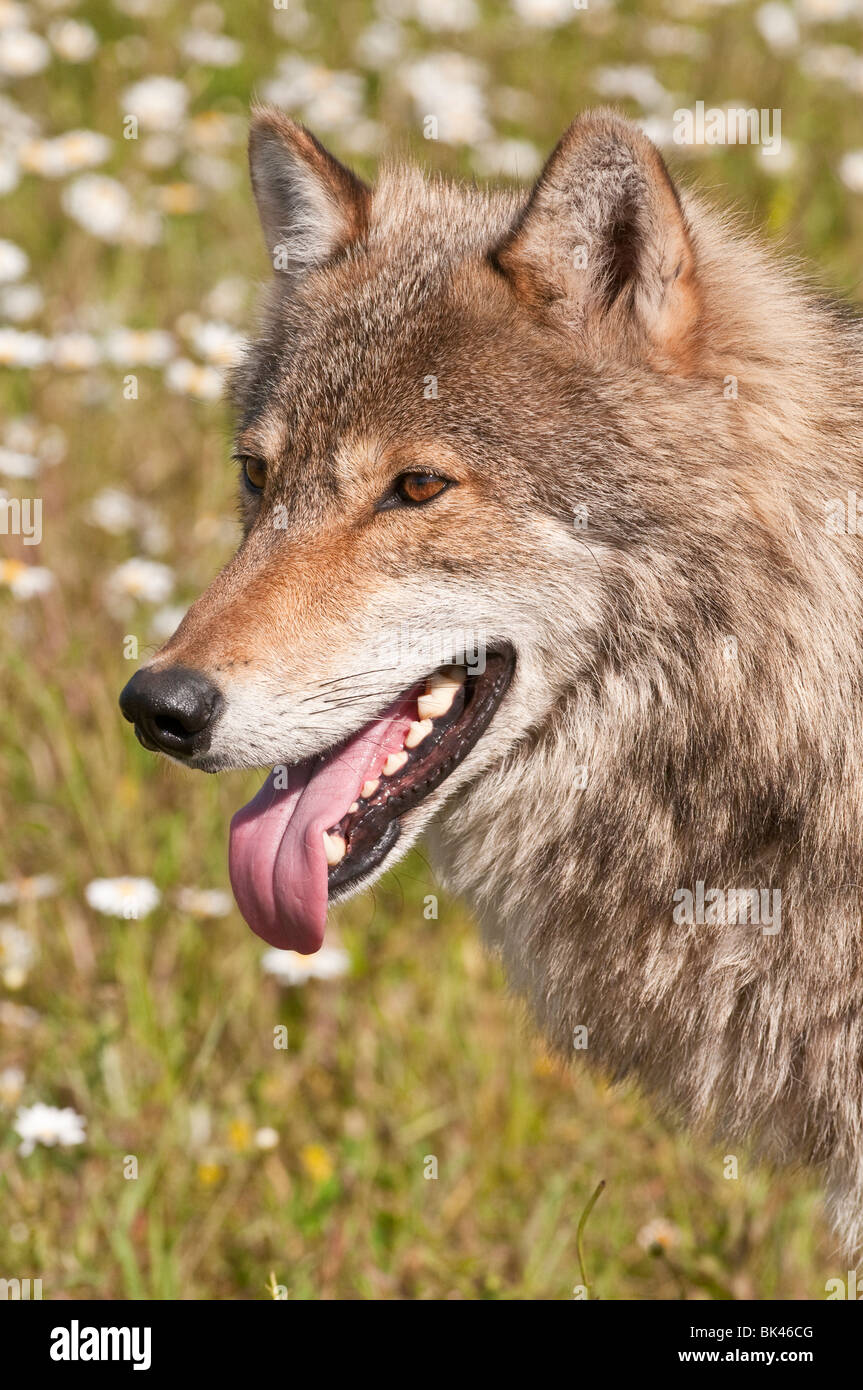 Gray wolf, Canis lupus, dans un champ de fleurs sauvages, Minnesota, USA Banque D'Images