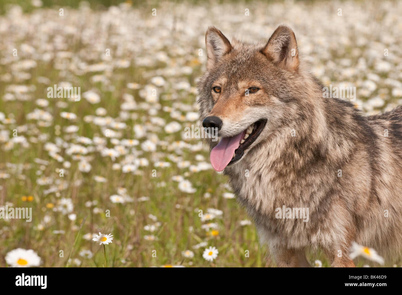 Gray wolf, Canis lupus, dans un champ de fleurs sauvages, Minnesota, USA Banque D'Images