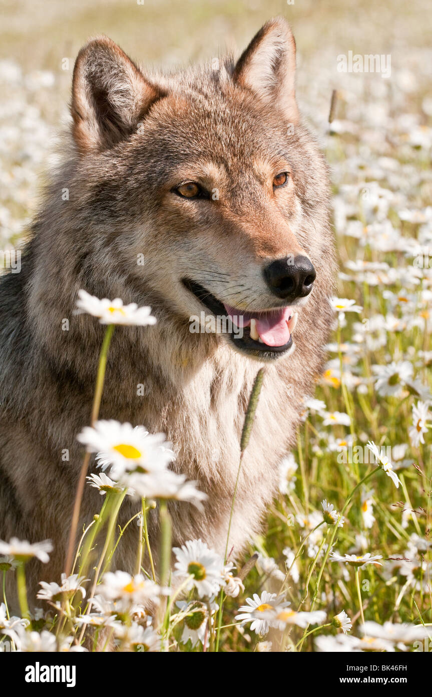 Gray wolf, Canis lupus, dans un champ de fleurs sauvages, Minnesota, USA Banque D'Images