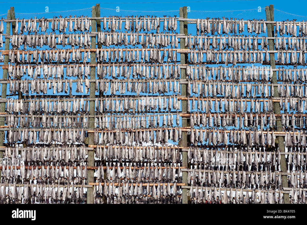 La morue de séchage traditionnel à produire sur une trame de plein air stockfisch racks de Svolvaer dans îles Lofoten en Norvège Banque D'Images