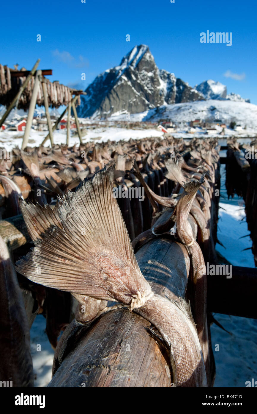 La morue de séchage pour produire de plein air traditionnel stockfish sur des supports dans les îles Lofoten en Norvège Banque D'Images