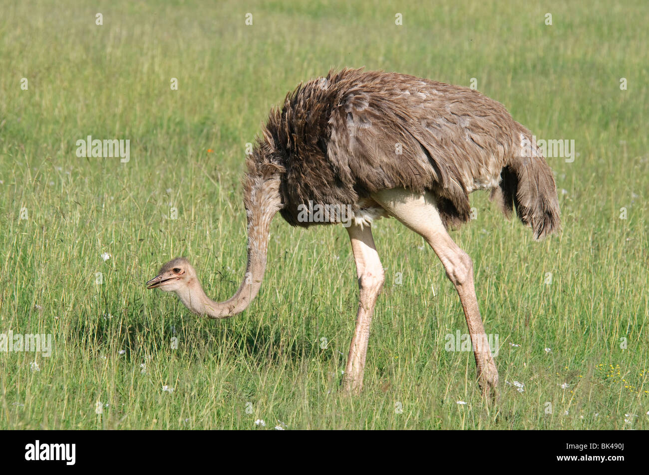 Struthio camelus autruche commune à se nourrir dans les prairies de savane Banque D'Images
