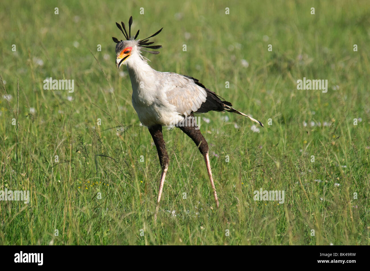 Sagittaire oiseau secrétaire serpentarius se nourrir dans la savane de prairie Banque D'Images