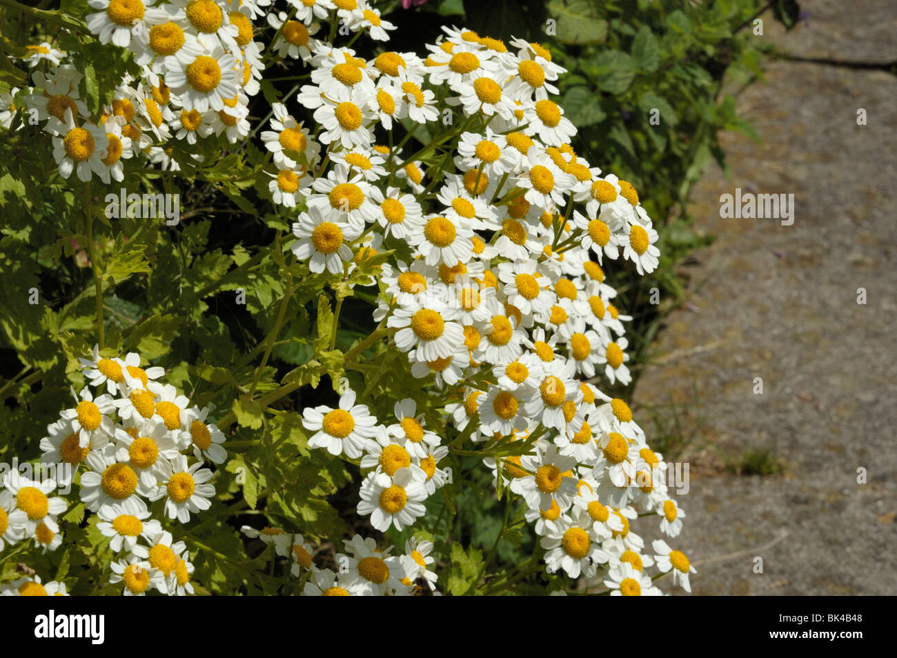 La grande camomille, Tanacetum parthenium Banque D'Images