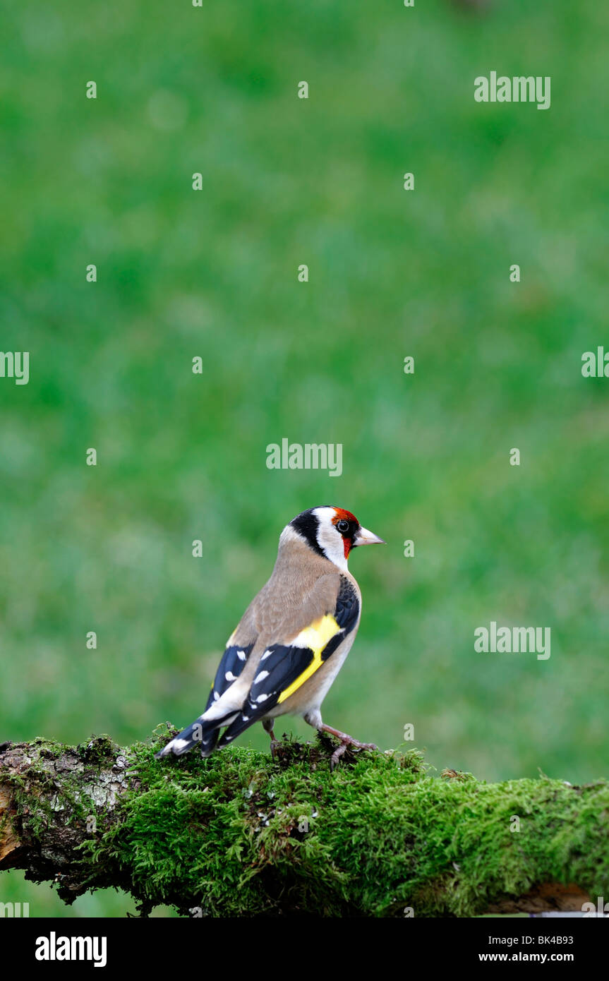 Goldfinch Carduelis carduelis stand perche permanent perché sur green moss covered moussu Banque D'Images