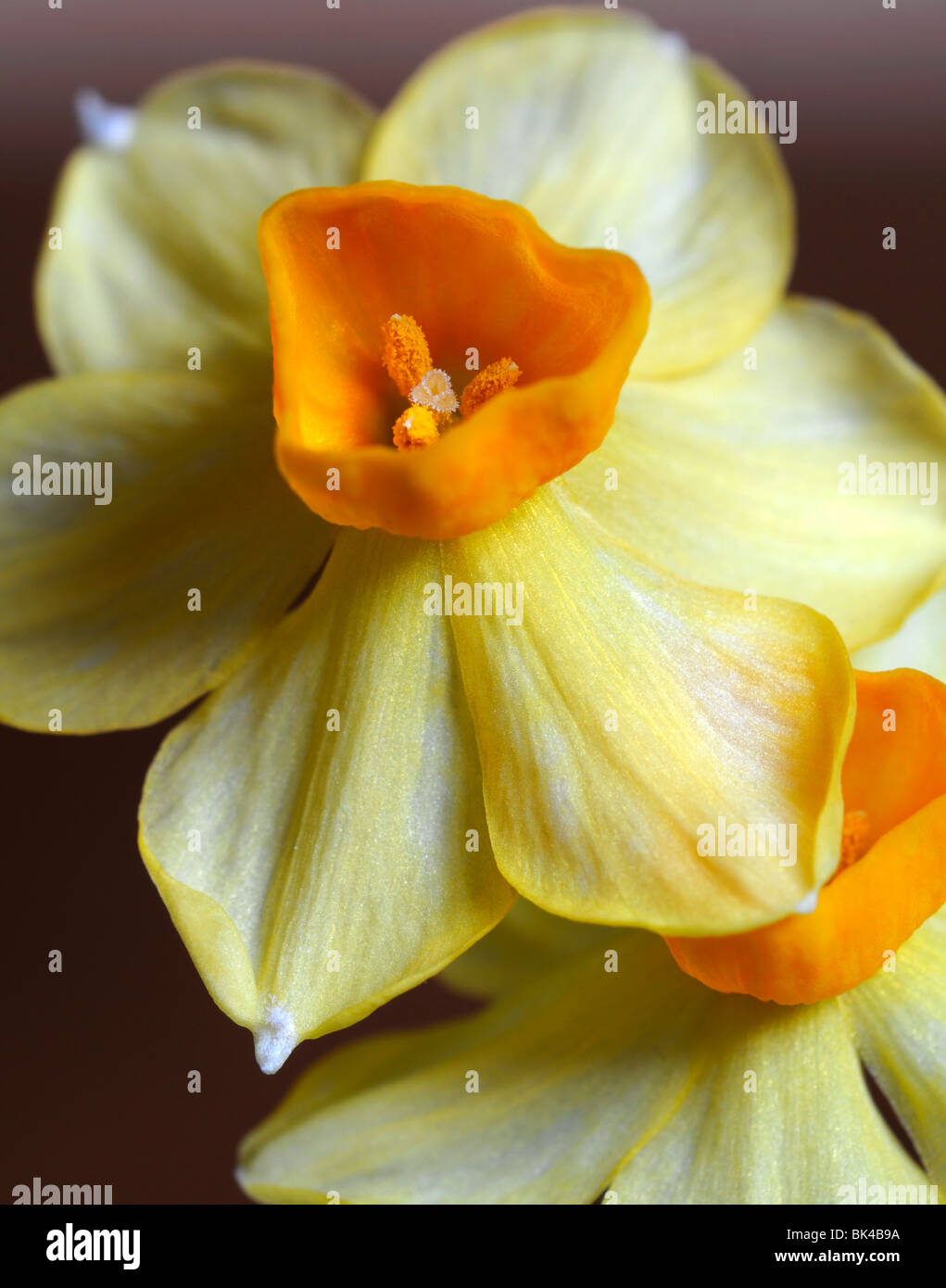 Groupe Narcissus tazetta grand soleil d'or jonquilles jaune fond blanc Banque D'Images