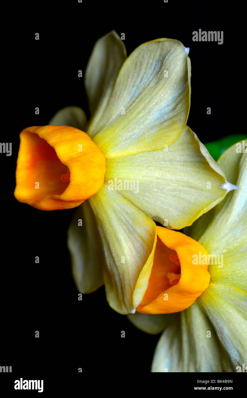 Groupe Narcissus tazetta grand soleil d'or jonquilles jaune fond blanc Banque D'Images