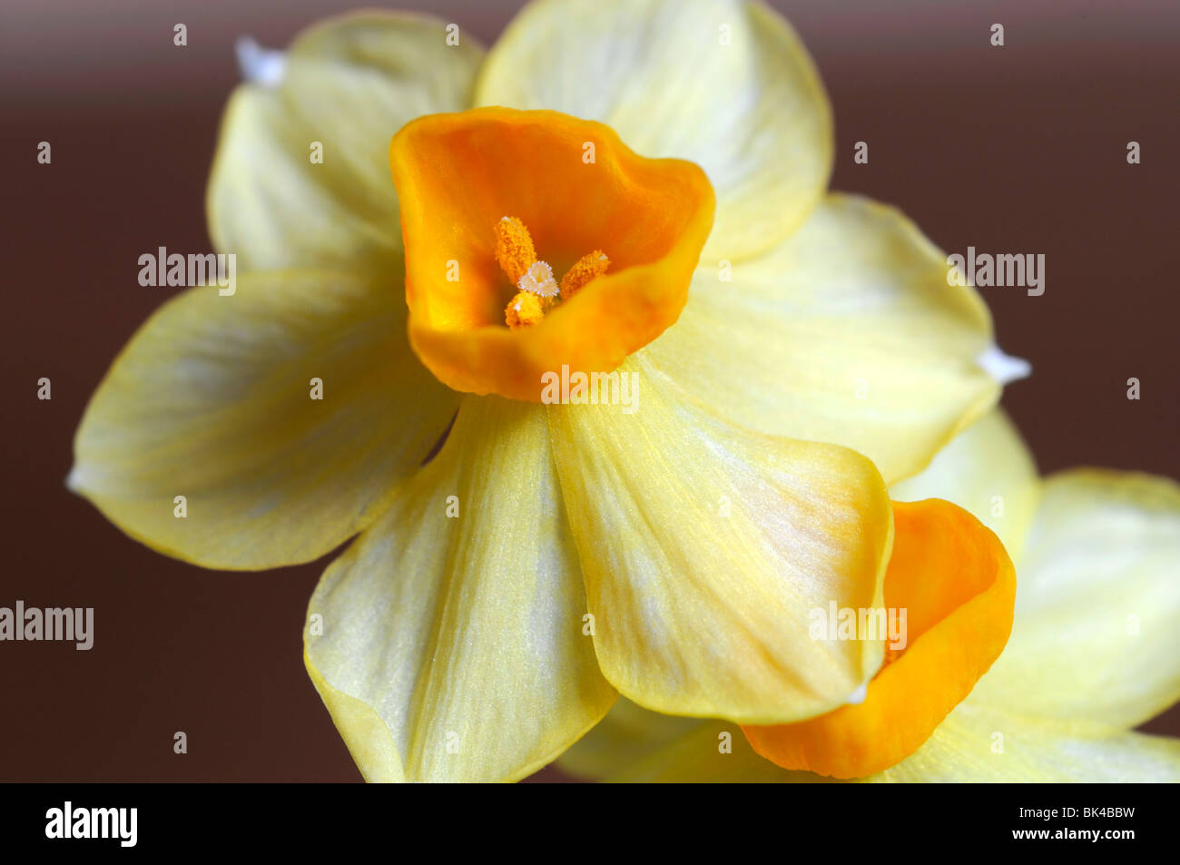 Groupe Narcissus tazetta grand soleil d'or jonquilles jaune fond blanc Banque D'Images