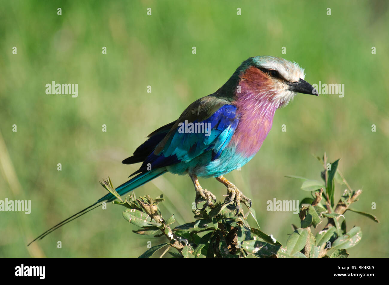 Lilac-breasted Roller Coracias caudata assis sur un bushtop Banque D'Images