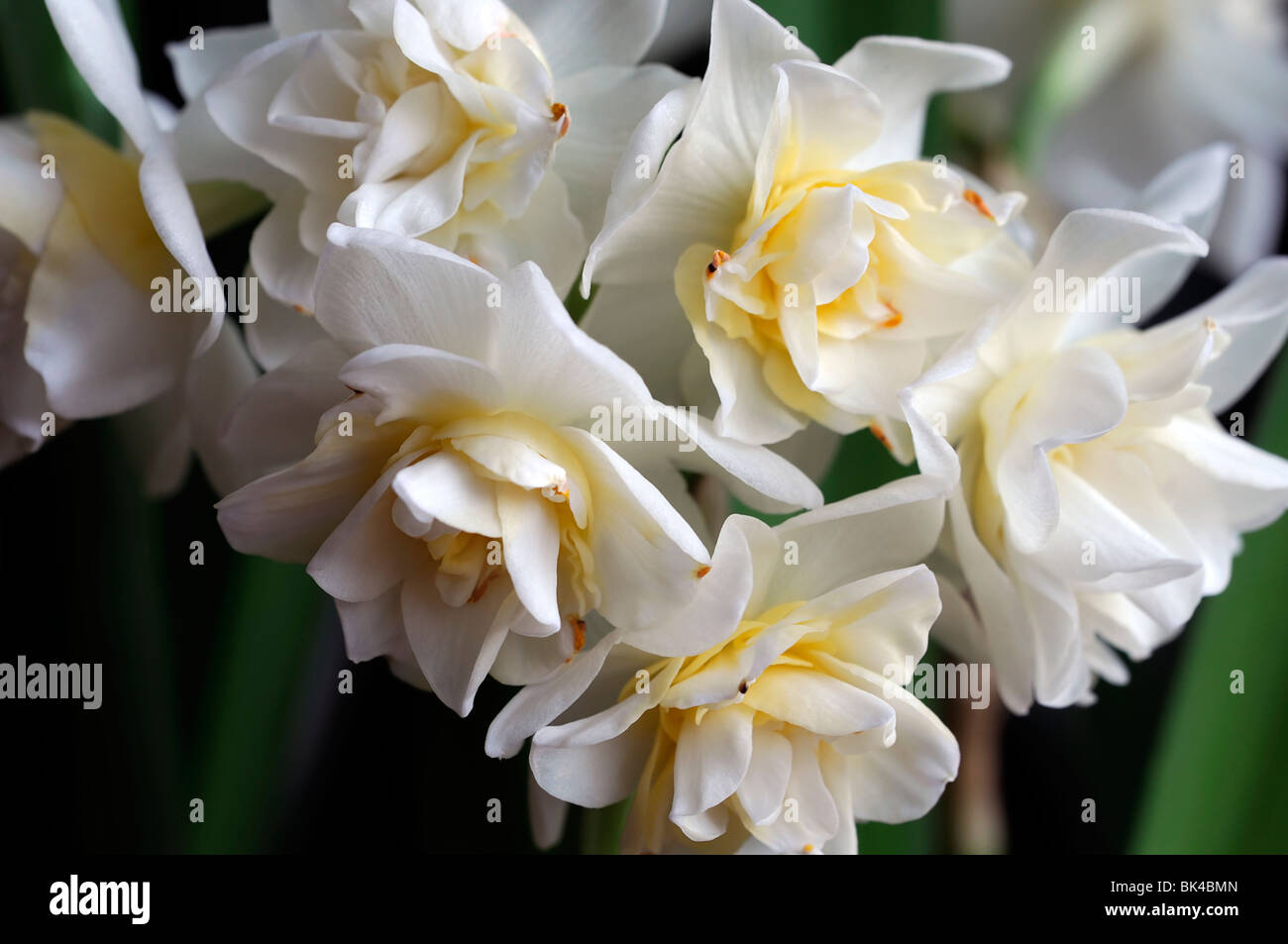 Narcisse 'Erlicheer' Division 4 Jonquille Double macro photo Close up jaune  à multiples facettes fleur blanche fleur Photo Stock - Alamy