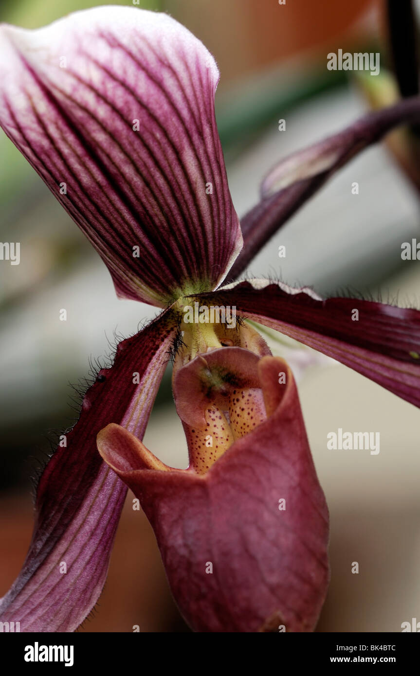 Greda hybride paphiopedilum rayé violet rose unique également connu sous le nom de fleurs ladys slipper orchid paph ou paph orchidées Banque D'Images Greda hybride paphiopedilum rayé violet rose unique également connu sous le nom de fleurs ladys slipper orchid paph ou paph orchidées Banque D'Images