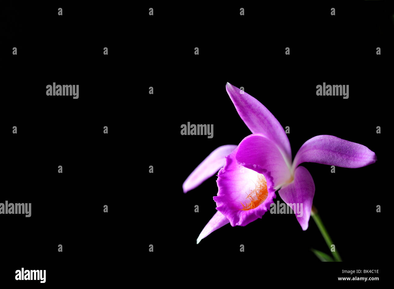 Pléione aurita espèce de fenêtre orchidée fleur pourpre plante définir contraste blanc noir contraste fond sombre Banque D'Images