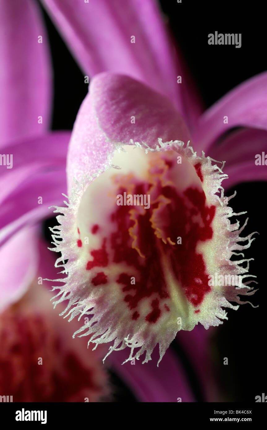 Pléione keith rathray de fenêtre hybride Plante orchidée fleur rose pourpre définir contraste contraste fond foncé noir Banque D'Images