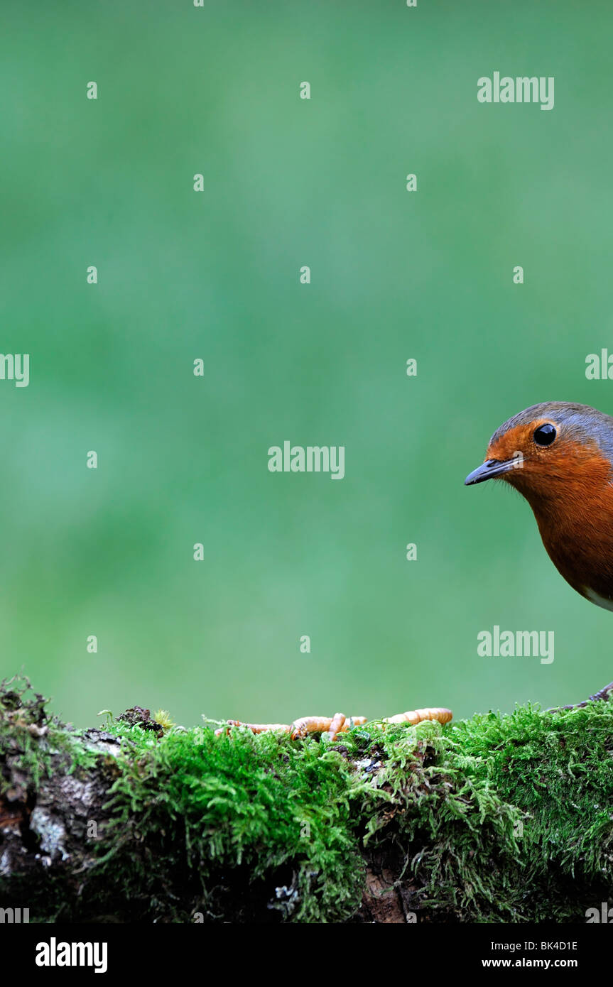 Robin Erithacus rubecula aux abords d'oiseaux perchés perchaude crapet rouge permanent à la recherche de lichen moss covered prudente le jardin de la faune Banque D'Images