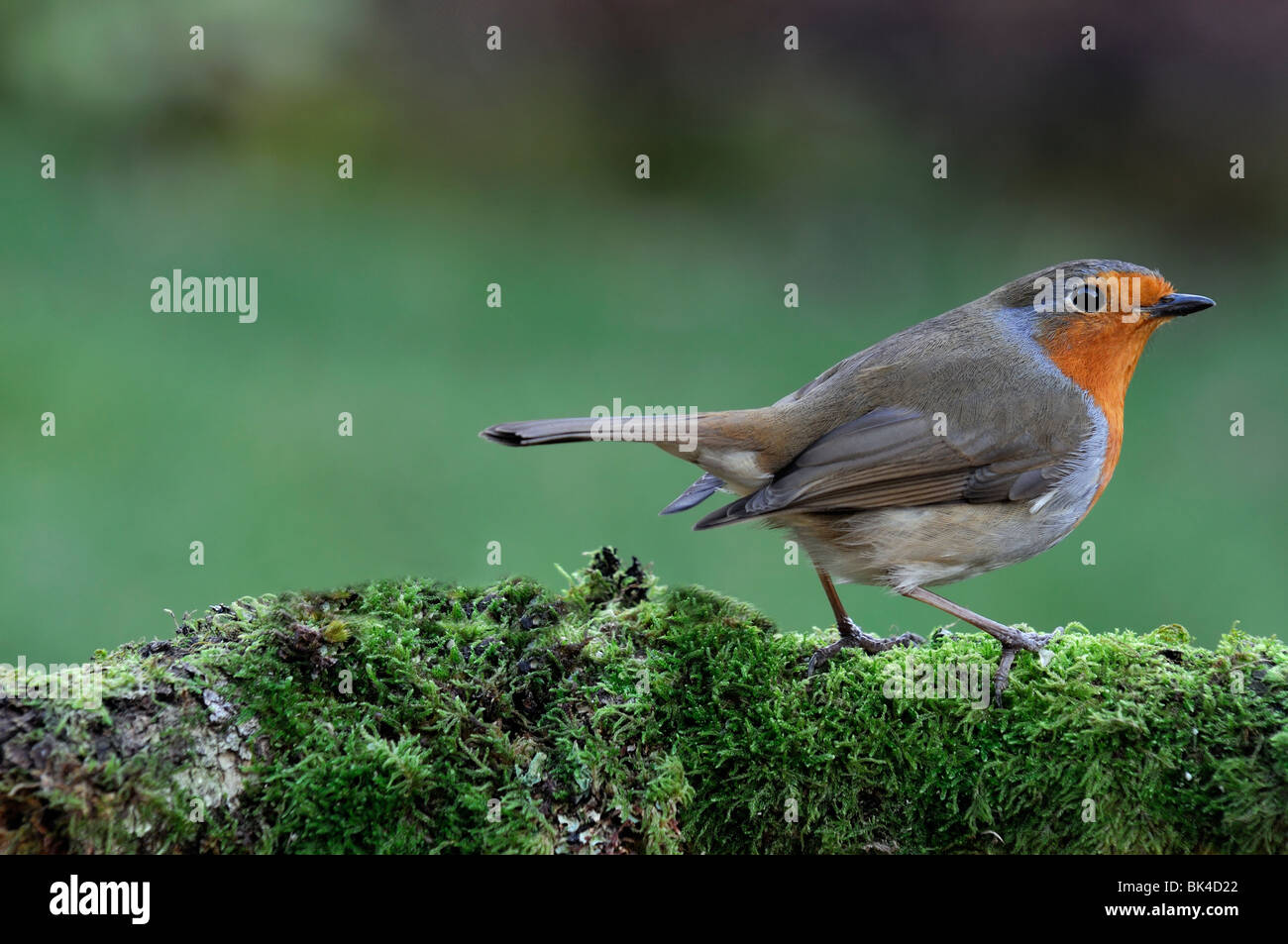 Robin Erithacus rubecula aux abords d'oiseaux perchés perchaude crapet rouge permanent à la recherche de lichen moss covered prudente le jardin de la faune Banque D'Images Robin Erithacus rubecula aux abords d'oiseaux perchés perchaude crapet rouge permanent à la recherche de lichen moss covered prudente le jardin de la faune Banque D'Images