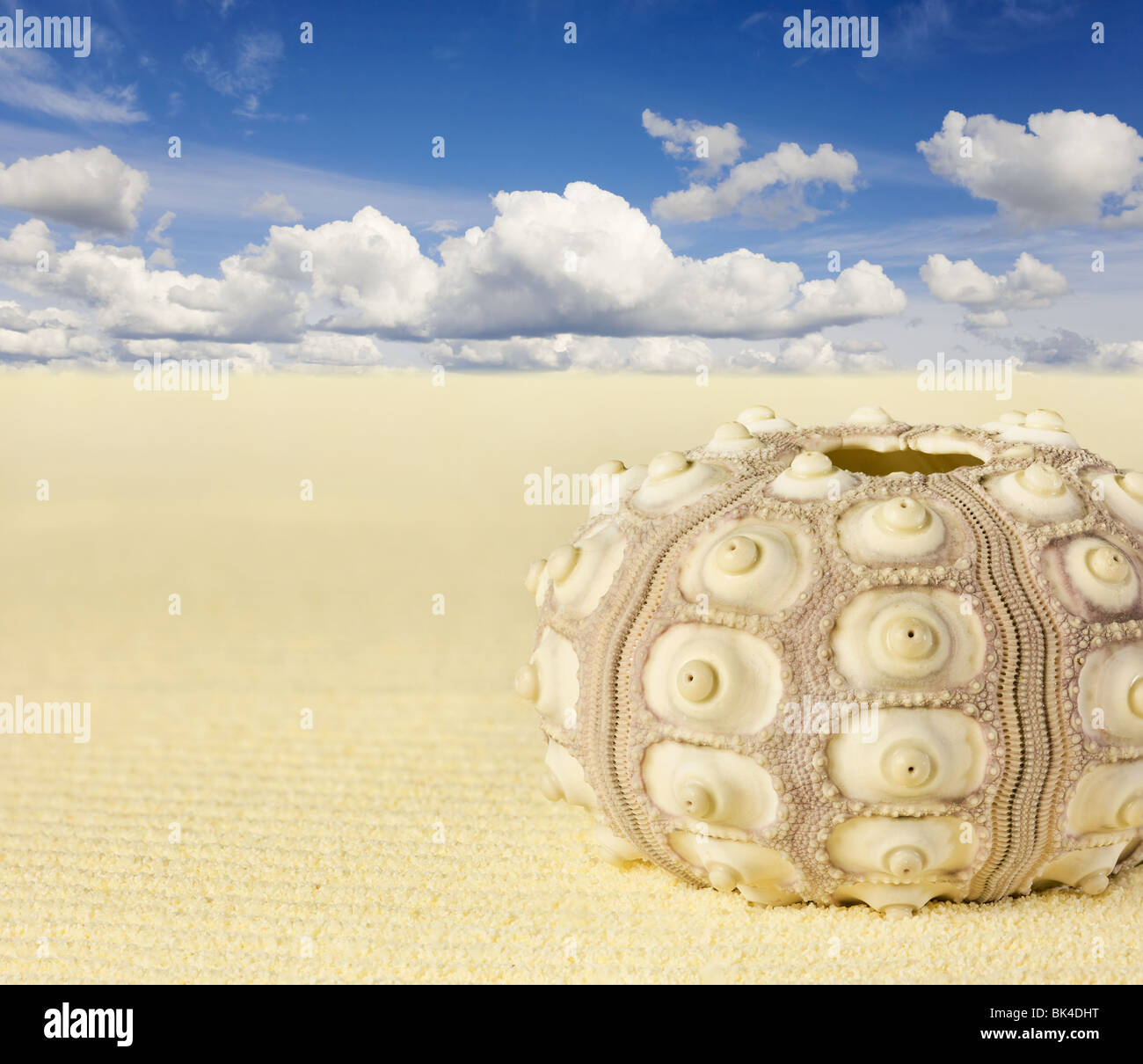 La coquille de l'oursin sur la plage - Collage Banque D'Images