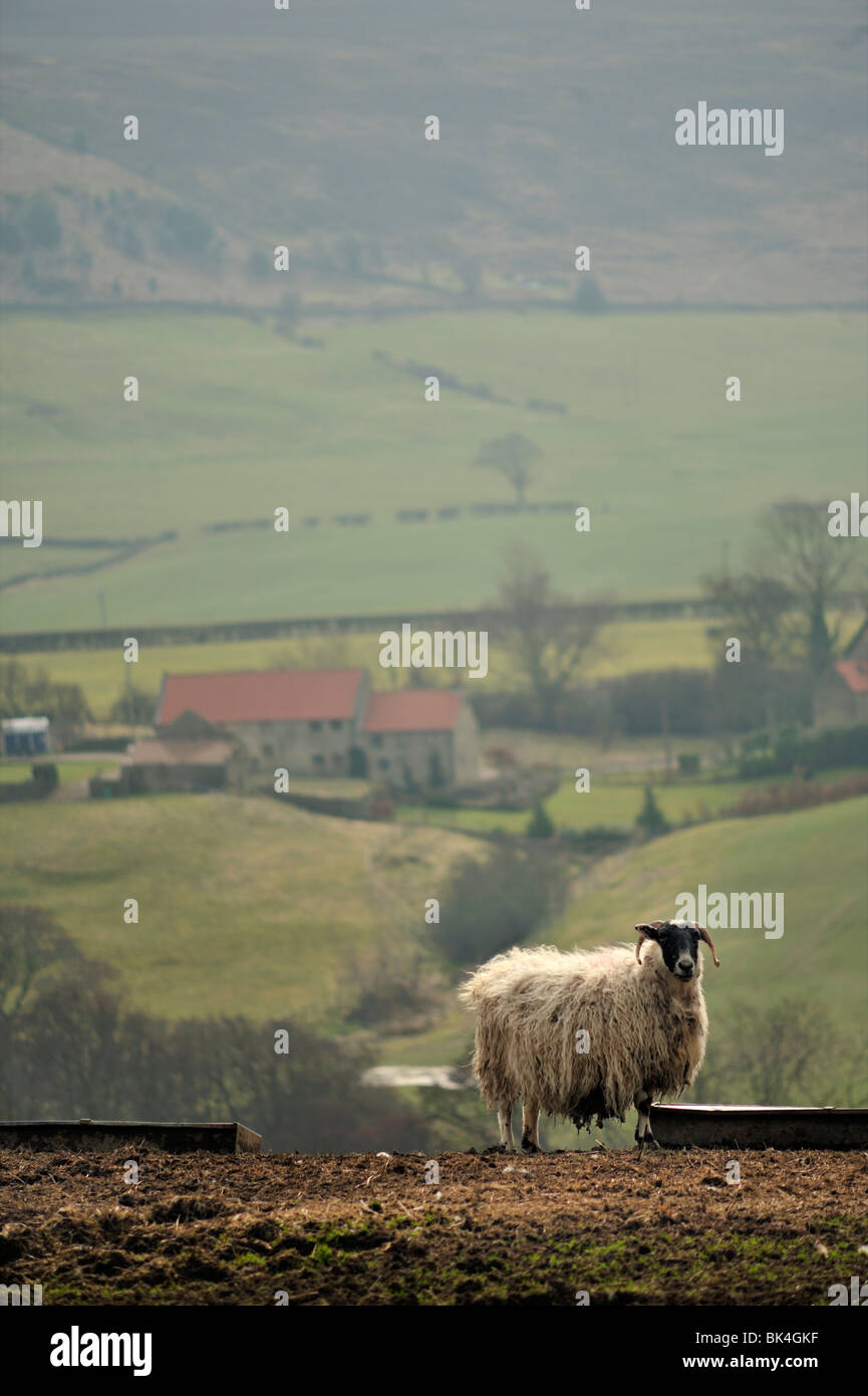 Sheep de Swaledale à Eskdale sur les Maures de North York Le Royaume-Uni au printemps Banque D'Images