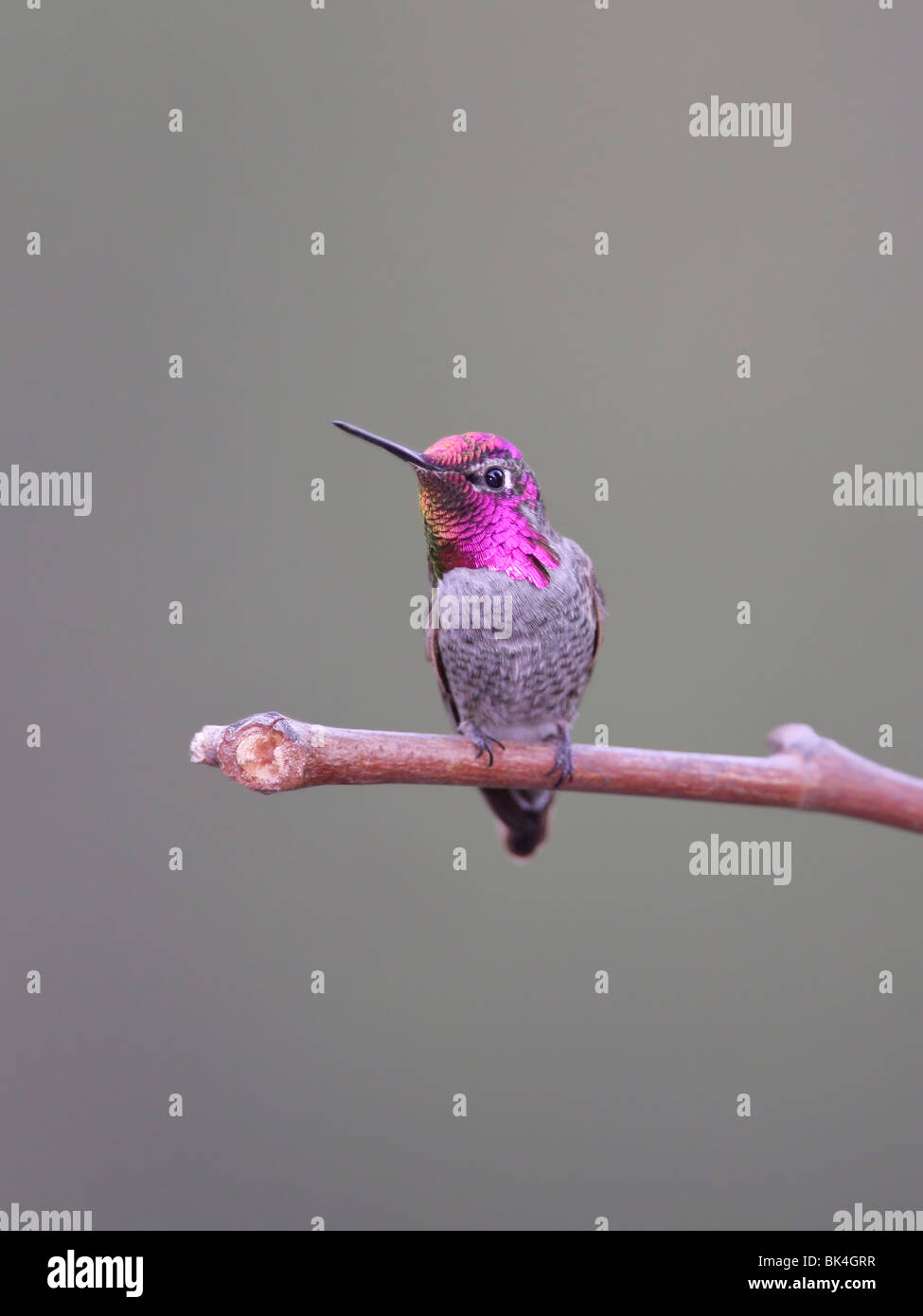 Un homme Anna's Hummingbird perching sur une branche Banque D'Images