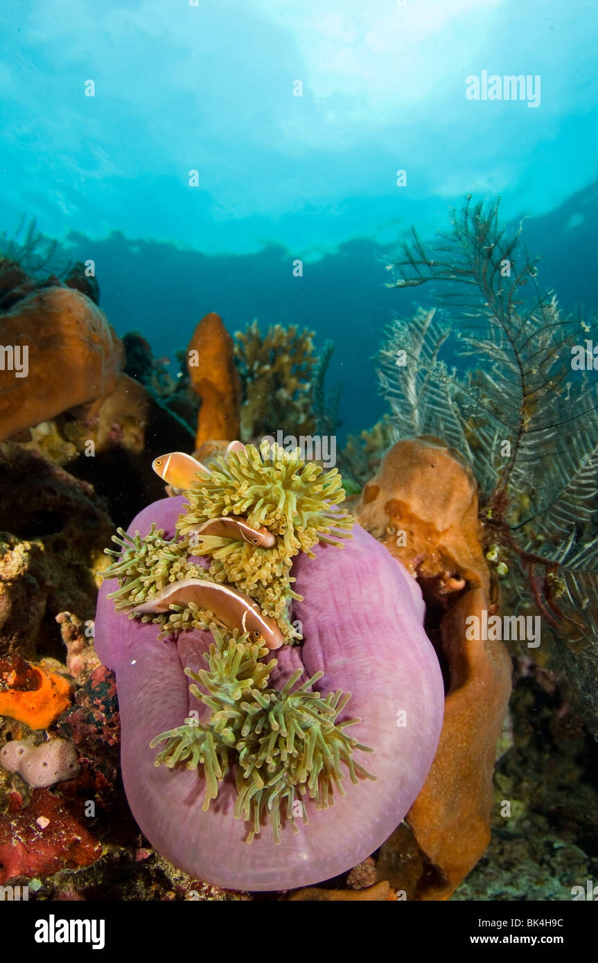 Poisson Clown Amphiprion perideraion, rose, Tatawa Island, le Parc National de Komodo, Indonésie Banque D'Images