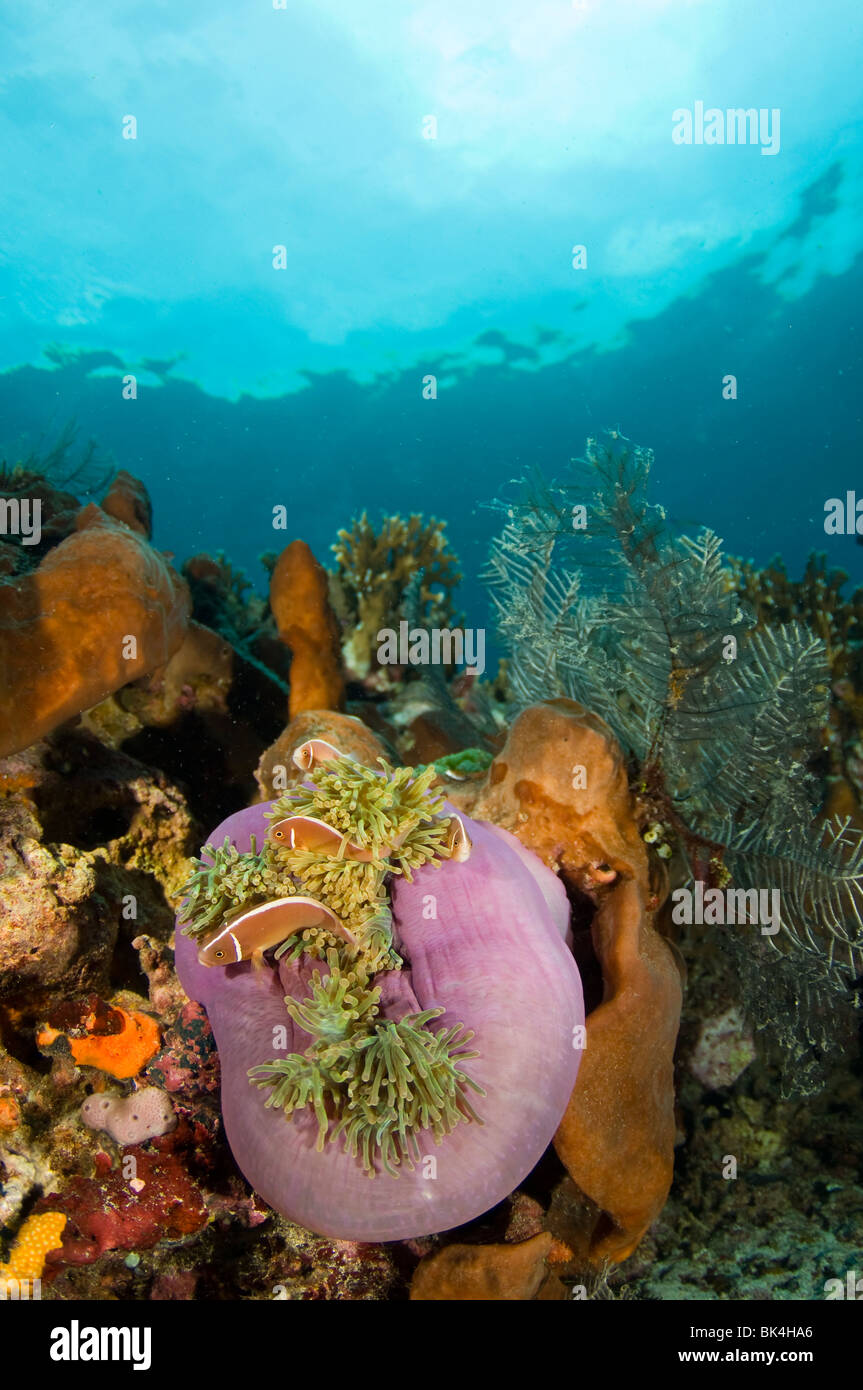 Poisson Clown Amphiprion perideraion, rose, Tatawa Island, le Parc National de Komodo, Indonésie Banque D'Images