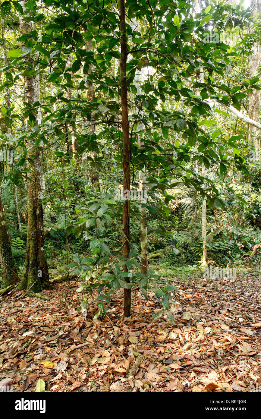 Devil's Garden. Une zone claire autour de l'arbre Duroia hirsuta (Rubiaceae) causés par les fourmis symbiotiques Banque D'Images