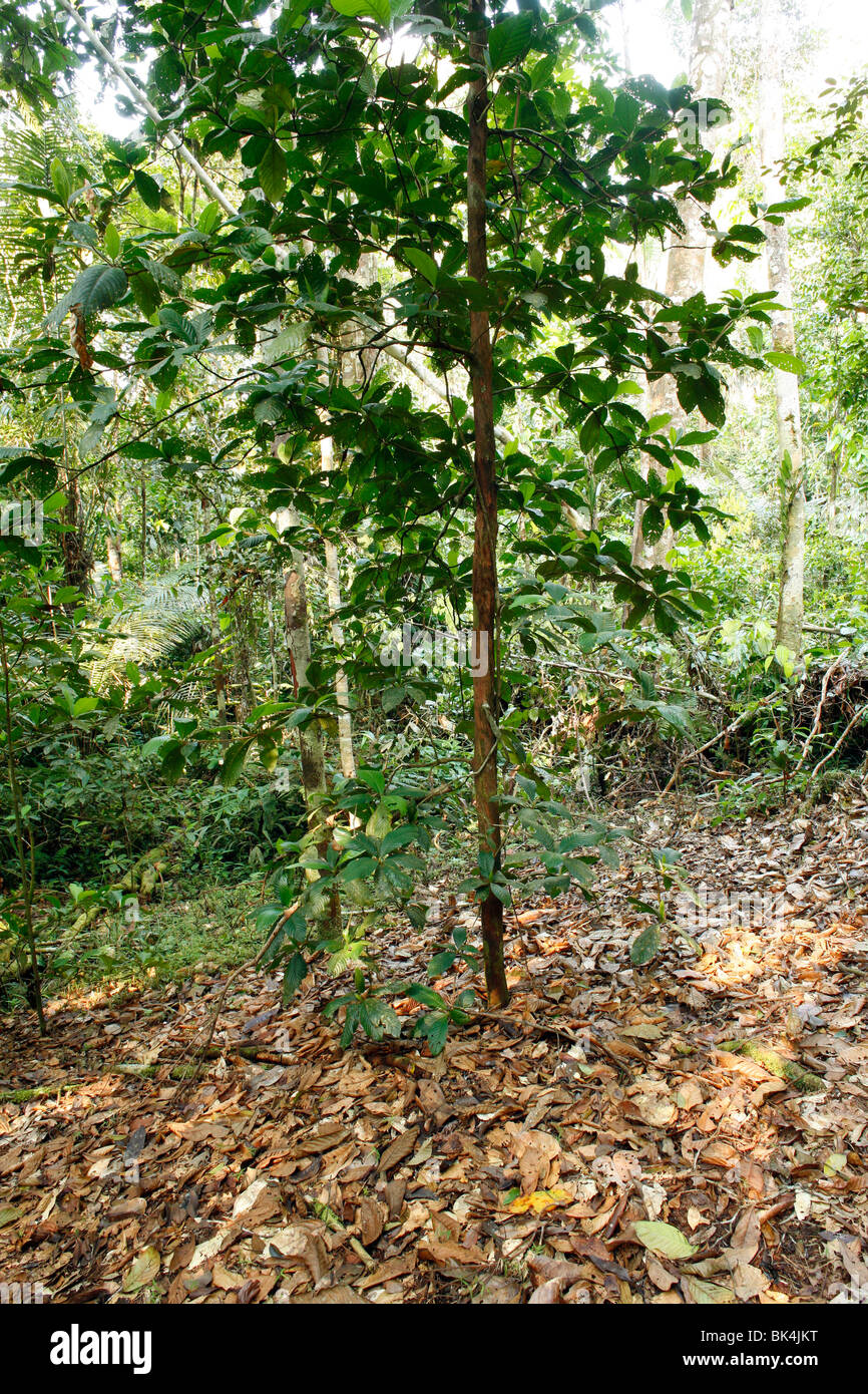 Devil's Garden. Une zone claire autour de l'arbre Duroia hirsuta (Rubiaceae) causés par les fourmis symbiotiques Banque D'Images